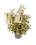 Elaeagnus ebbingei `Limelight` полив